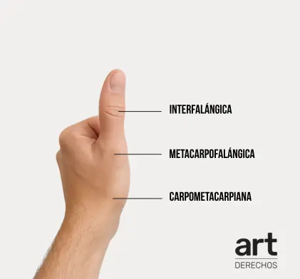 articulaciones pulgar mano - derechosart.com